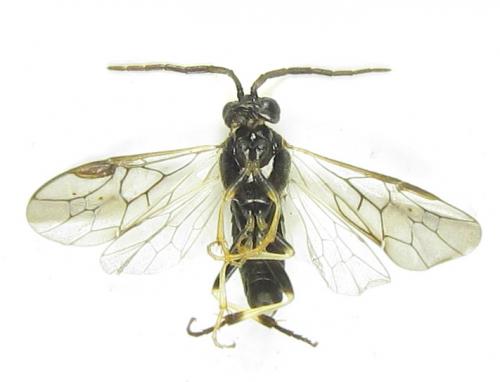 Pristiphora laricis