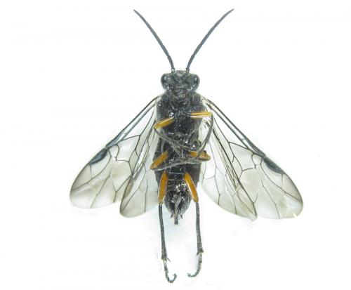 Réf. 288 867 : Dolerus liogaster