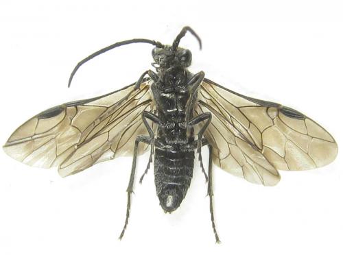 Réf. 288 880 : Dolerus liogaster