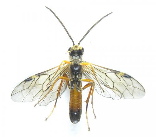 Réf. 288 923 : Tenthredopsis sordida