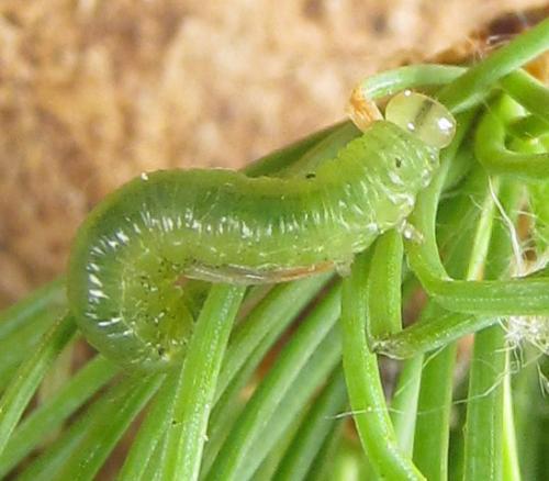 Réf. 288 959 : Pristiphora bufo
