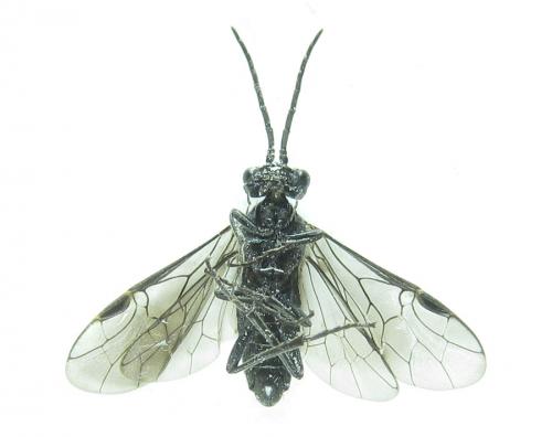 Dolerus sanguinicollis