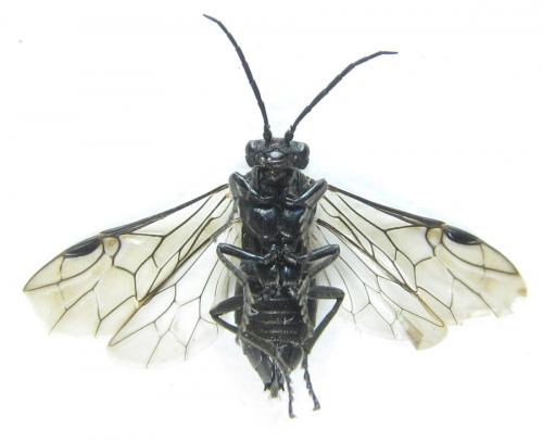 Réf. 288 244 : Dolerus nitens