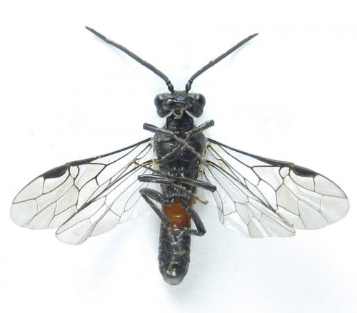 Réf. 288 333 : Dolerus timidus