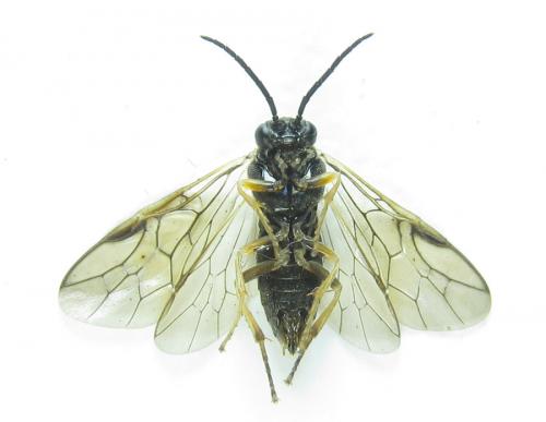Réf. 288 379 : Pristiphora angulata