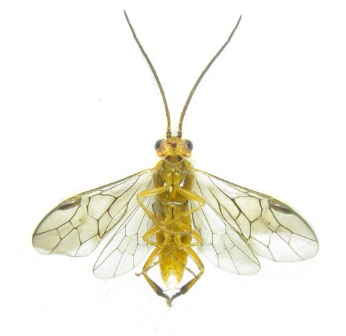 Euura scutellata