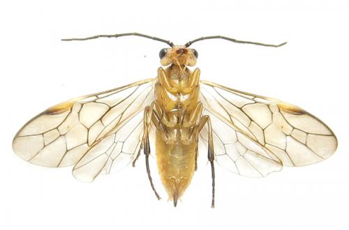 Euura scutellata