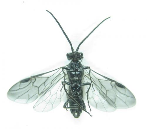 Dolerus aeneus