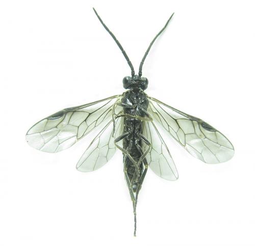 Empria longicornis