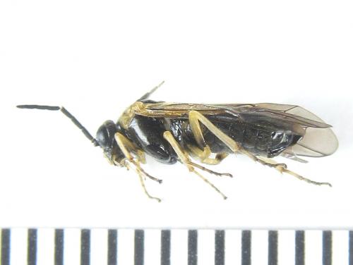 Phymatoceropsis sibiricola