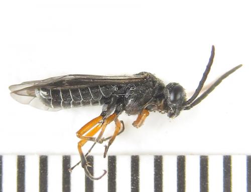 Loderus vestigialis