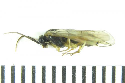 Réf. 288 730 : Pristiphora laricis