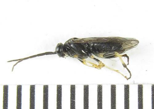 Pristiphora laricis