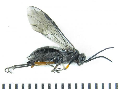 Réf. 288 868 : Dolerus liogaster