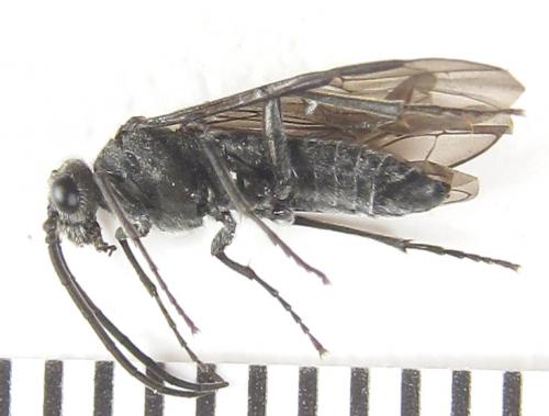 Réf. 288 881 : Dolerus liogaster