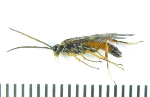 Réf. 288 924 : Tenthredopsis sordida