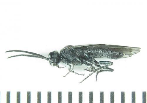 Dolerus sanguinicollis