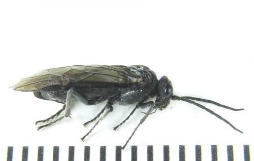 Réf. 288 245 : Dolerus nitens