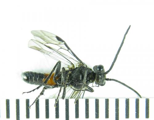 Réf. 288 334 : Dolerus timidus