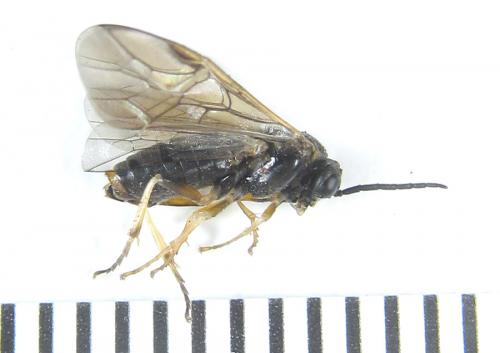 Réf. 288 380 : Pristiphora angulata