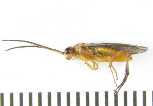 Réf. 288 452 : Euura scutellata
