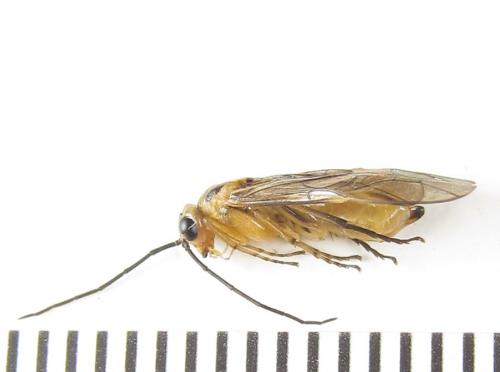 Euura scutellata