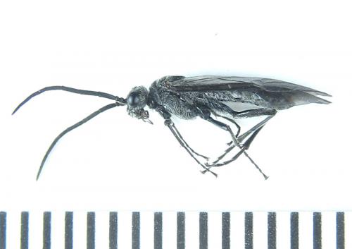 Dolerus aeneus