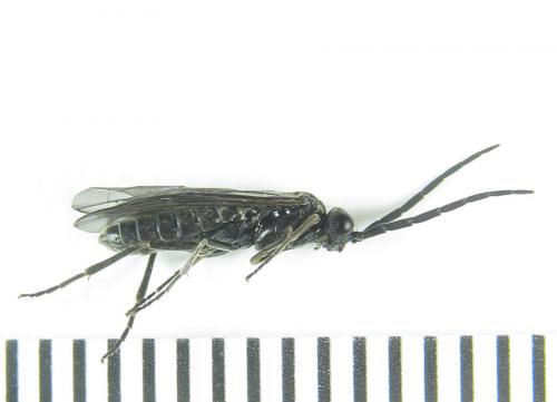 Empria longicornis