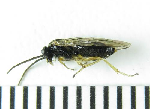 Pristiphora appendiculata