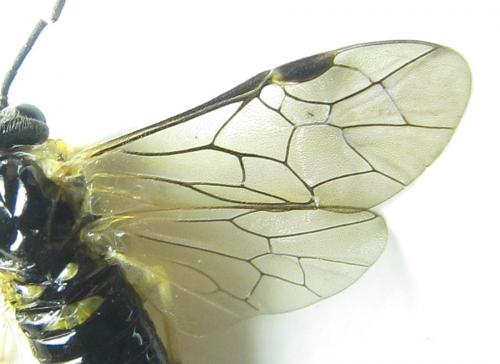 Phymatoceropsis sibiricola