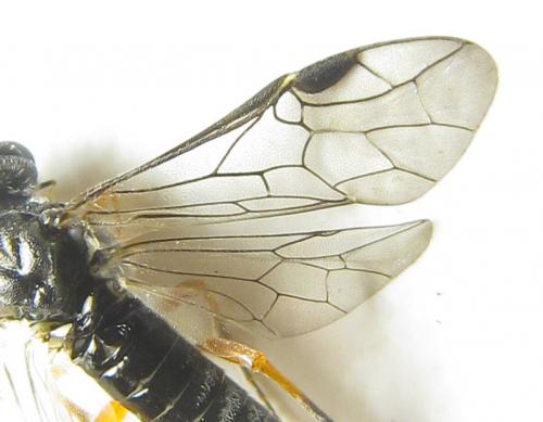Réf. 288 658 : Loderus vestigialis