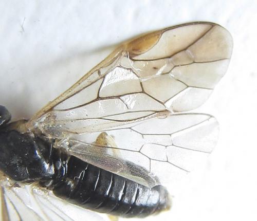 Réf. 288 731 : Pristiphora laricis