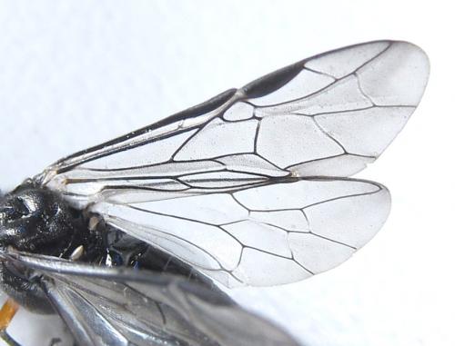 Réf. 288 869 : Dolerus liogaster