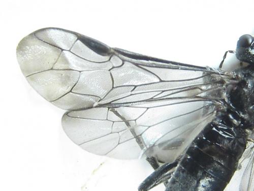 Dolerus sanguinicollis