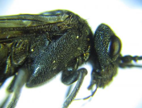 Réf. 288 246 : Dolerus nitens