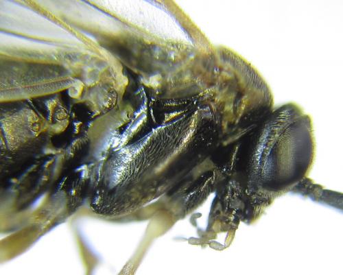 Réf. 288 381 : Pristiphora angulata