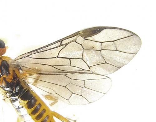 Réf. 288 453 : Euura scutellata