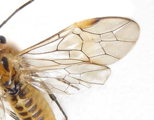 Réf. 288 470 : Euura scutellata