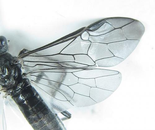 Dolerus aeneus