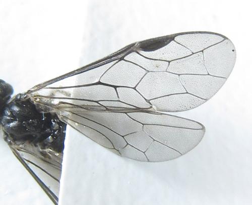 Réf. 288 592 : Empria longicornis