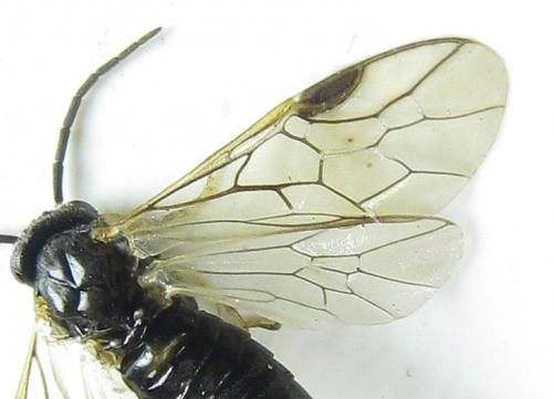 Réf. 288 029 : Pristiphora appendiculata