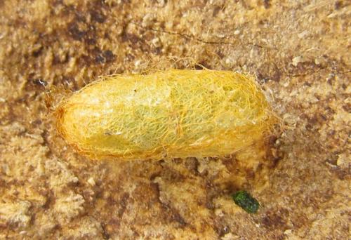 Réf. 288 985 : Pristiphora bufo