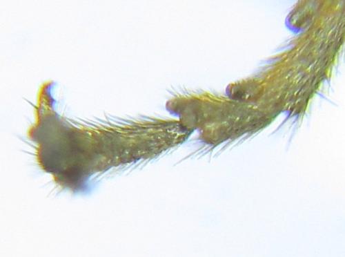 Pristiphora laricis