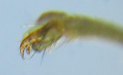 Réf. 288 926 : Tenthredopsis sordida