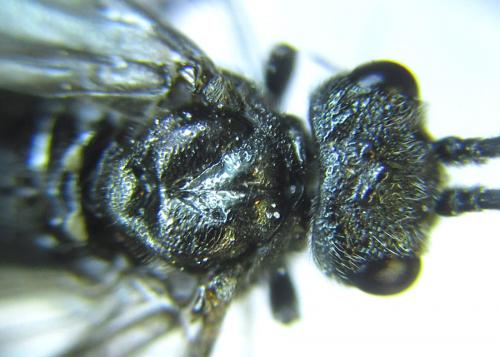 Réf. 288 234 : Dolerus sanguinicollis