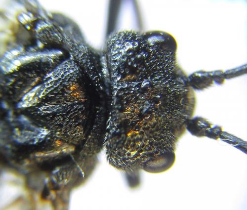 Réf. 288 247 : Dolerus nitens