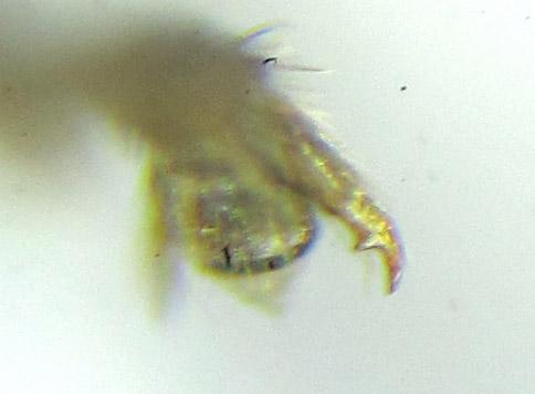 Réf. 288 471 : Euura scutellata