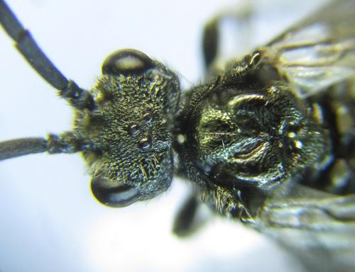 Réf. 288 488 : Dolerus aeneus