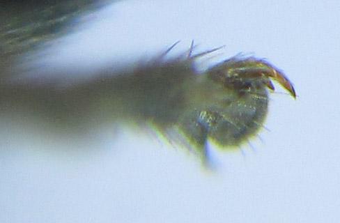 Empria longicornis