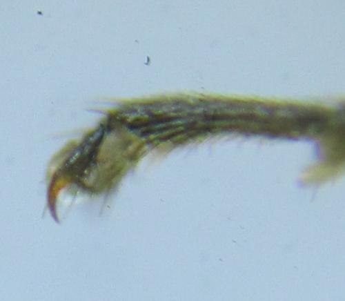 Réf. 288 659 : Loderus vestigialis